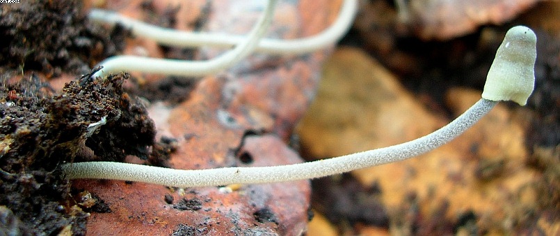 Andar per funghi nelle grotte